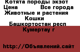 Котята породы экзот › Цена ­ 7 000 - Все города Животные и растения » Кошки   . Башкортостан респ.,Кумертау г.